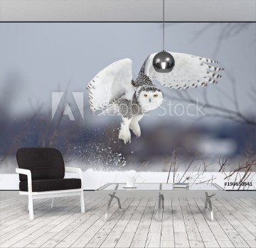 Picture of Snowy owl Bubo scandiacus lifts off to hunt over a snow covered field in Canada